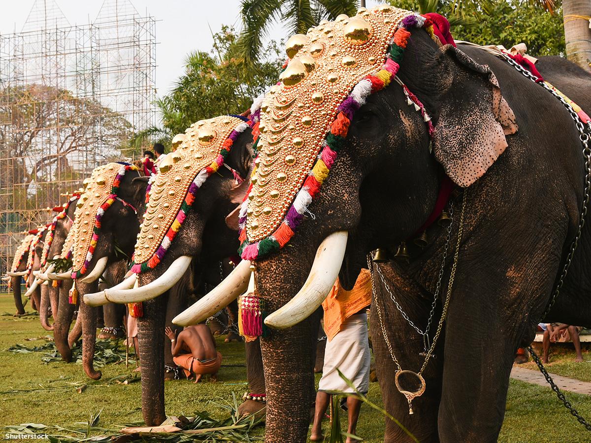 UPDATE: The Betrayal of India's Elephants