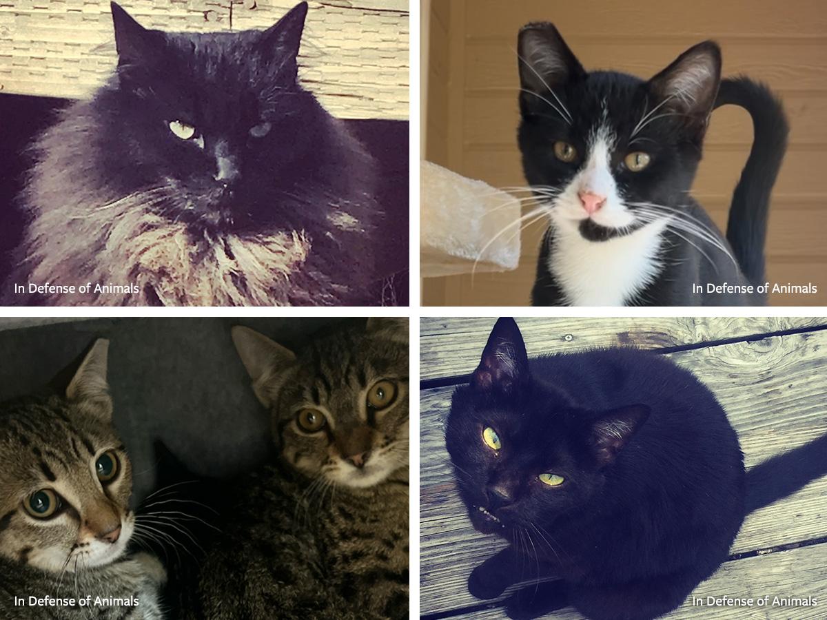 Meet the Cats of Freedom Farms