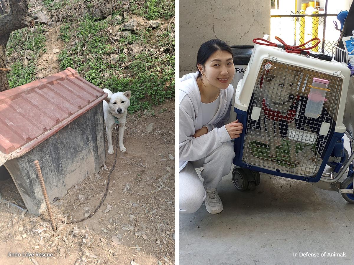WATCH: Another Sweet Mom Saved From a Dog Meat Farm is Finally Home