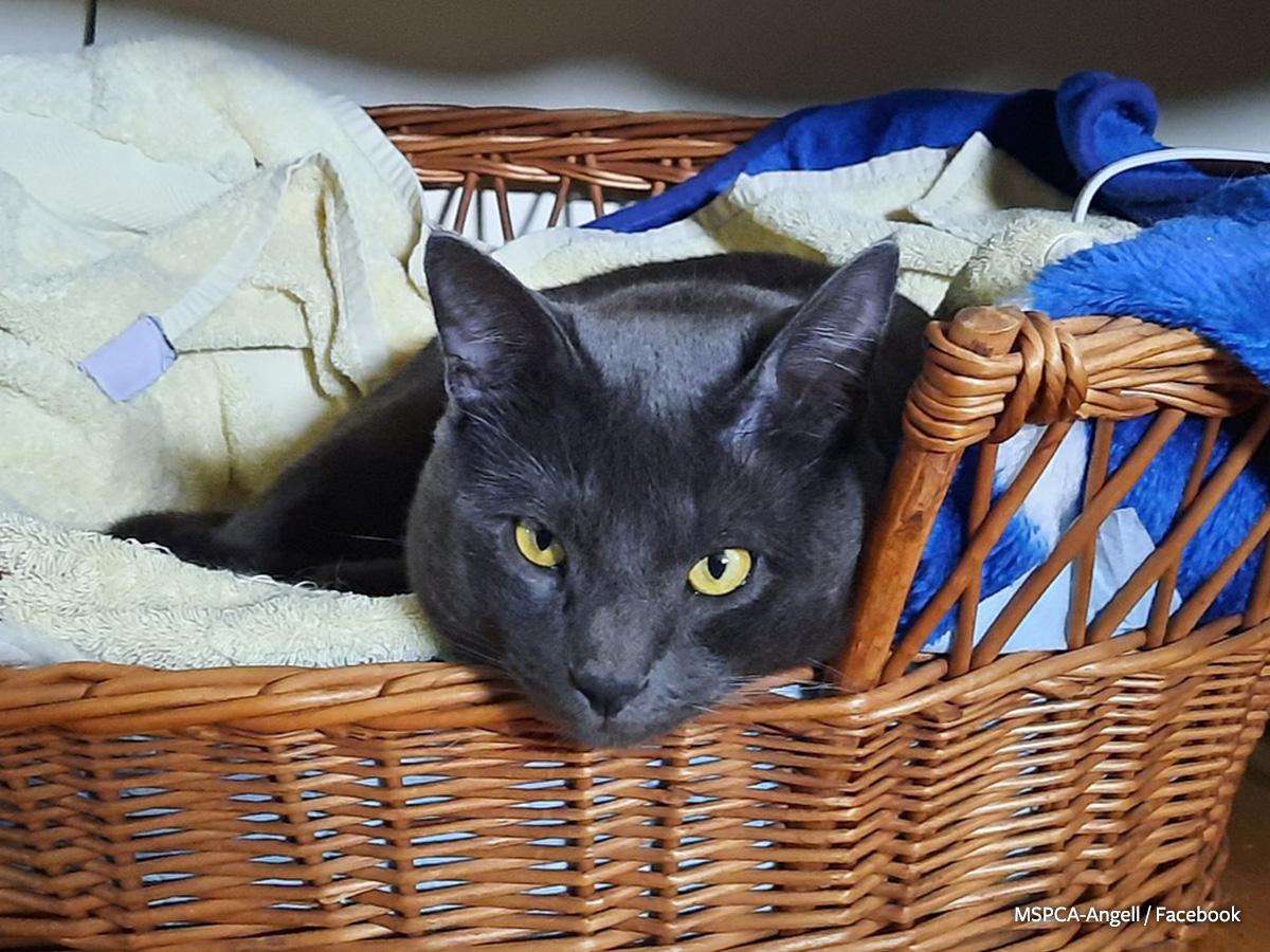 No Leniency for Cat Torturer in Massachusetts