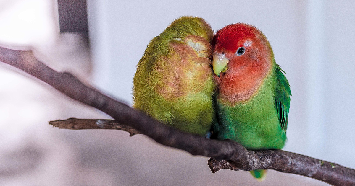 The Truth About Parrots as Pets