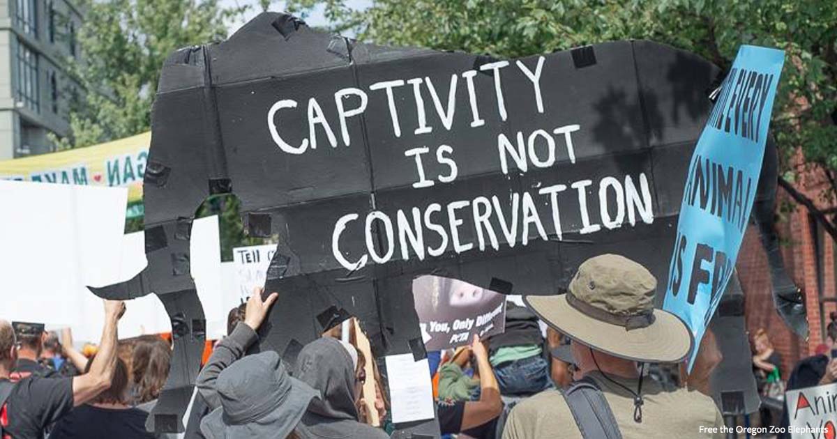 Scathing New Report Calls Confinement of Elephants a Legacy of Shame
