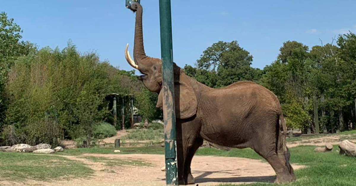 RIP Tanya Cameron Park Elephant Dies Leaving One in Isolation