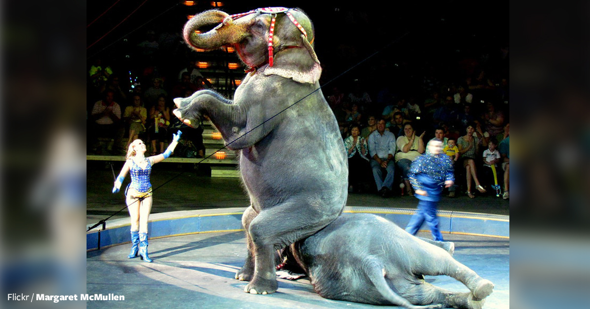Shriners Are Key to Ending Circuses