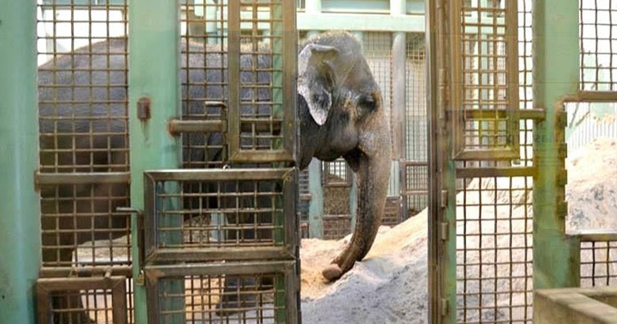 10 Worst Zoos for Elephants 2021