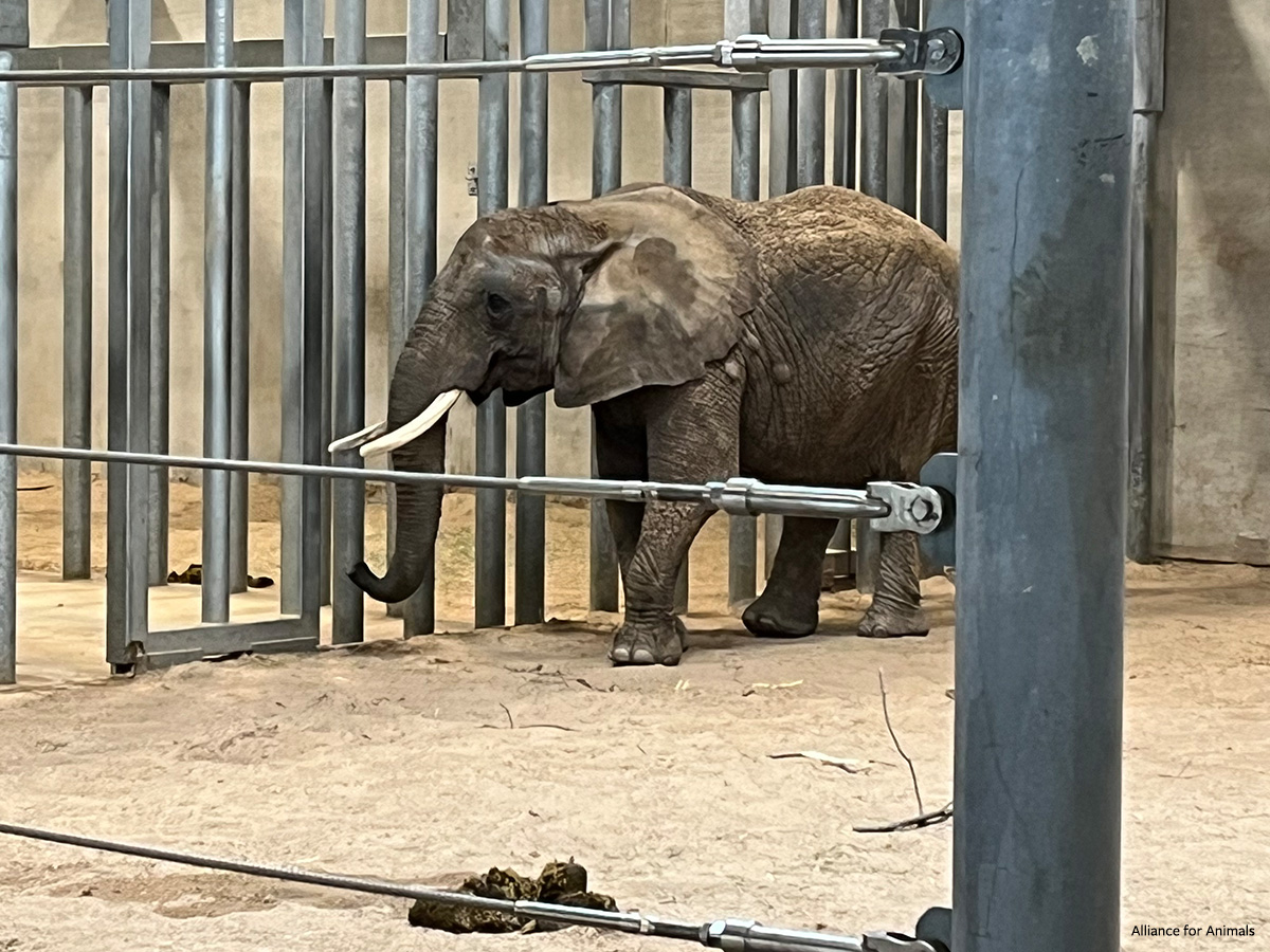 10 Worst Zoos for Elephants 2022