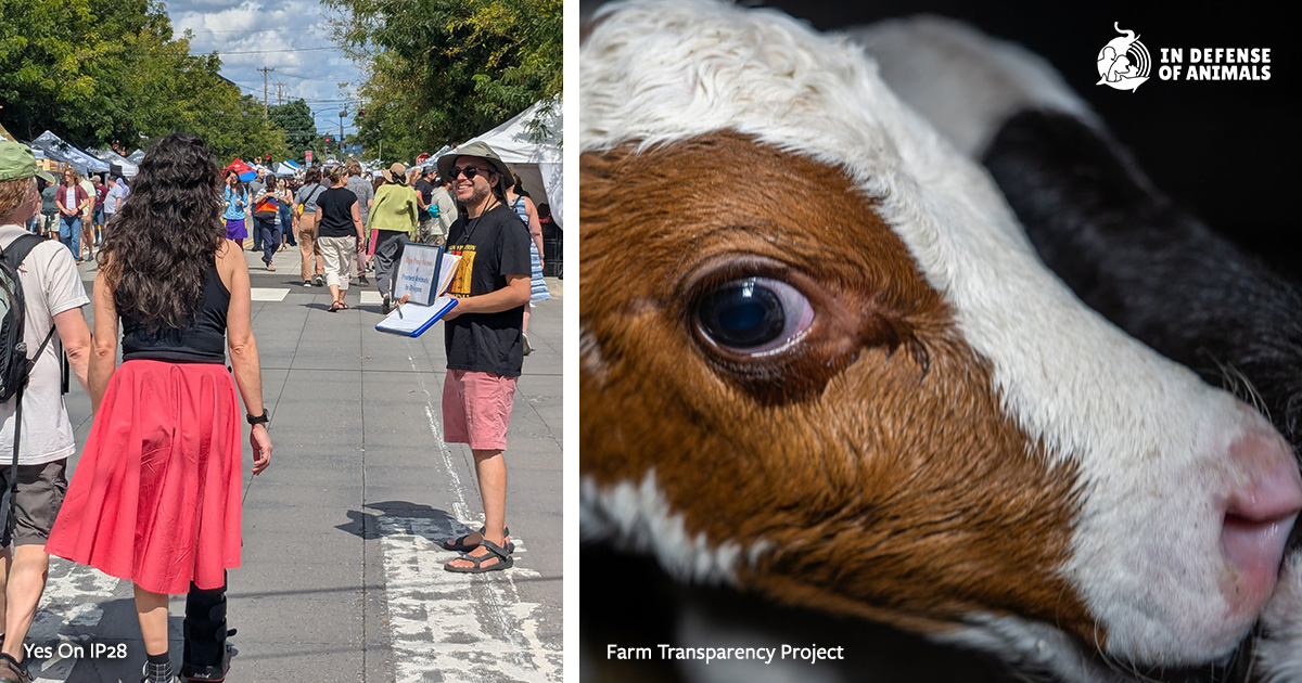 The Visionary Ballot Initiative That Dares to Put Animal Freedom on the ...