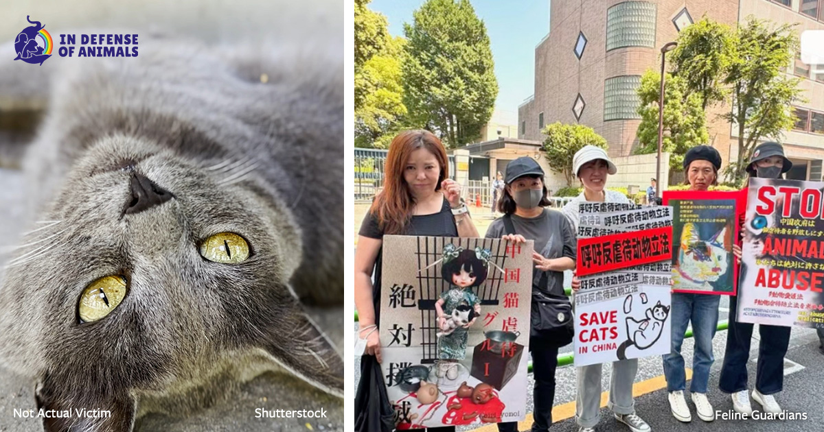 San Francisco: Protest & Memorial for Cat Torture Video Victims