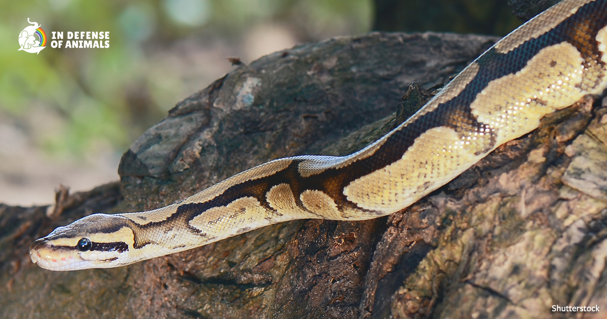 The Dark Truth About the Exotic Pet Trade