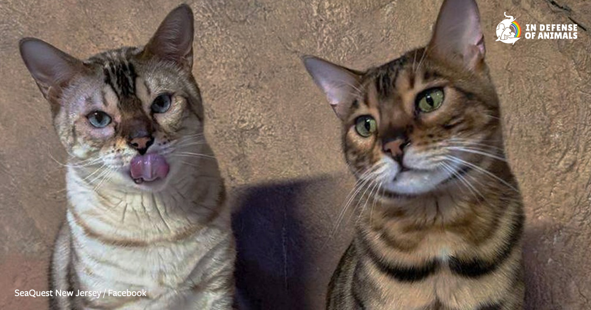 Update: Exotics Permit Revoked & Dozens of Animals Seized from ...