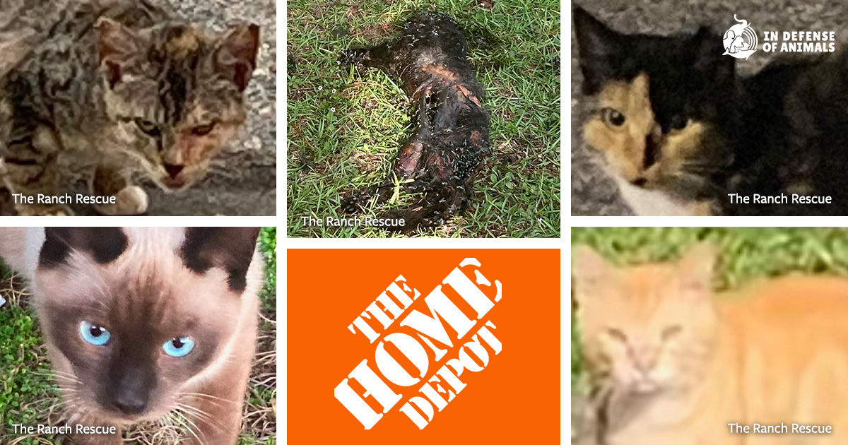 Home Depot: Where Are the Missing Community Cats?