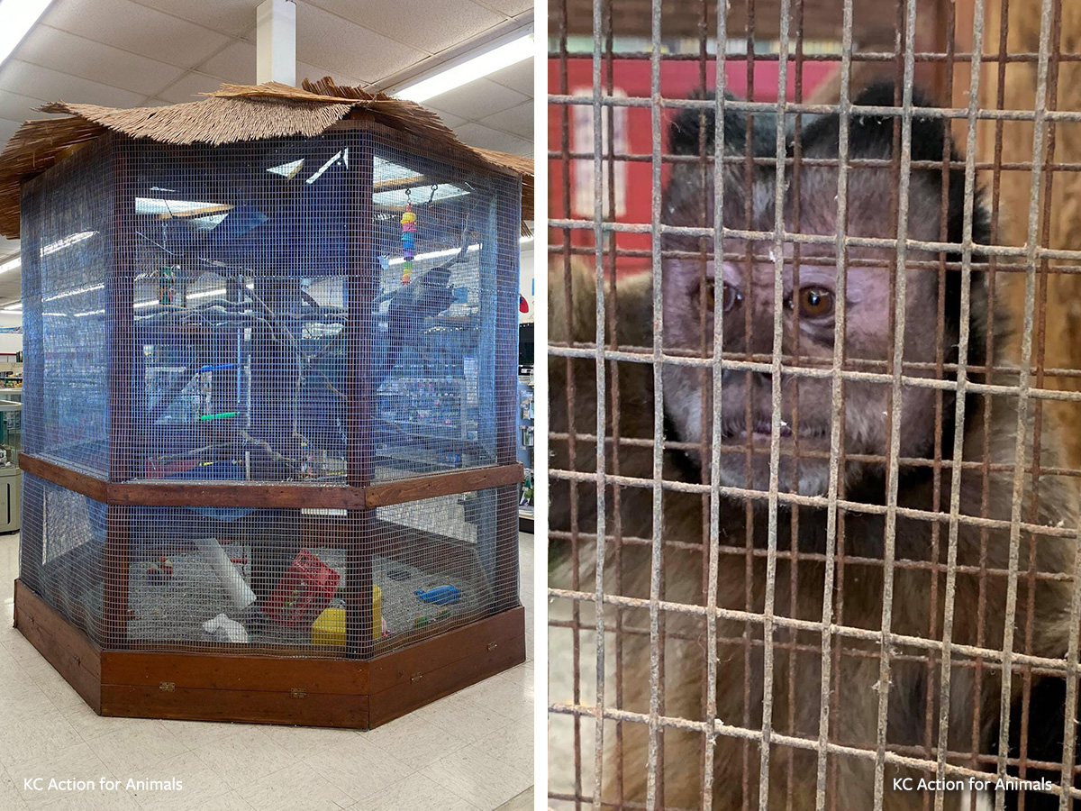 Frankie the capuchin monkey inside his enclosure at Pet Stop in Shawnee, Kansas