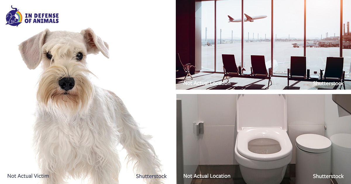Florida Woman Drowns Her Dog in Airport Toilet
