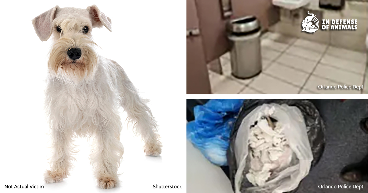MEDIA RELEASE: Reward to Catch Florida Woman Who Drowned Dog in Airport ...