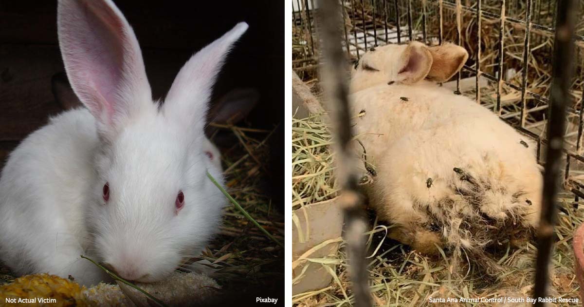 Charge Abusive Bunny Killing Fake Rescuer with Felonies!