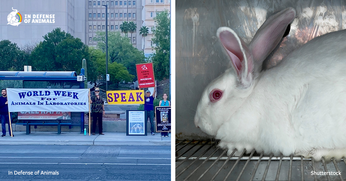 Red Rabbit Protest Tucson: Protest Animal Torture at University of Arizona
