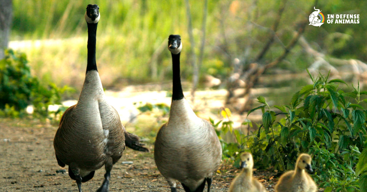 Michigan: Protect Geese & Communities Roundtable Discussion