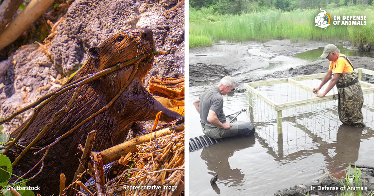 WATCH the UPDATE: Family of Beavers in Vermont Saved Thanks to You