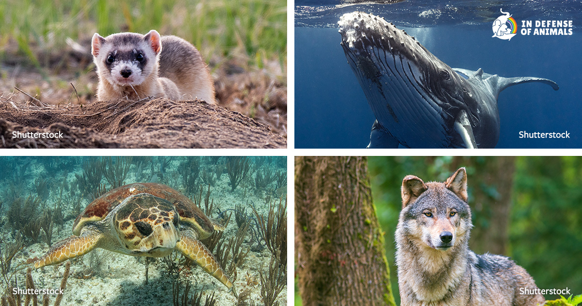 Rare Animals In The Usa
