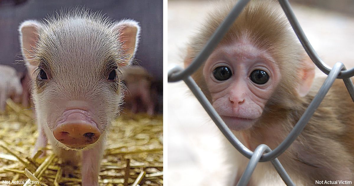Elon Musk: Stop Brain Experiments on Pigs and Monkeys!