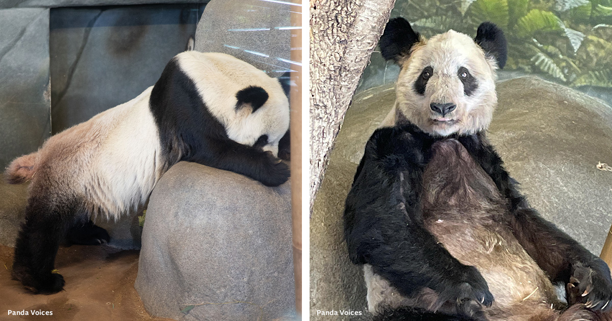 Justice for LeLe; Save YaYa! Memphis Zoo Must Acknowledge Its Crimes  Against Giant Pandas