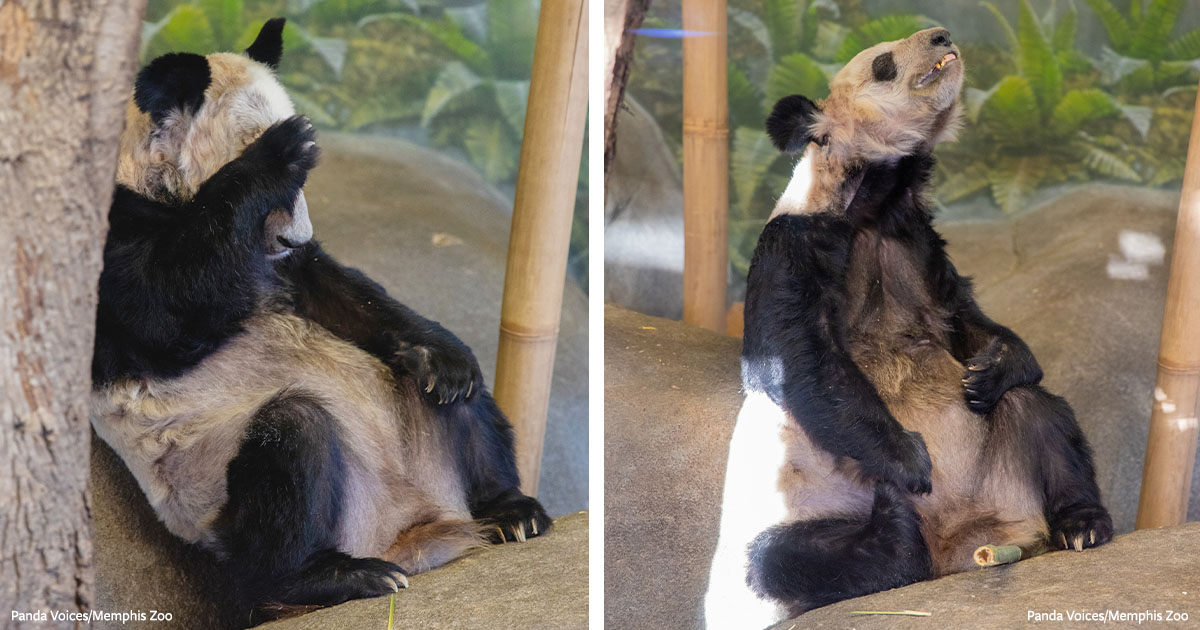 MEDIA RELEASE: Abused Memphis Zoo Pandas Elicit 87,000 Calls to Send Them  Home