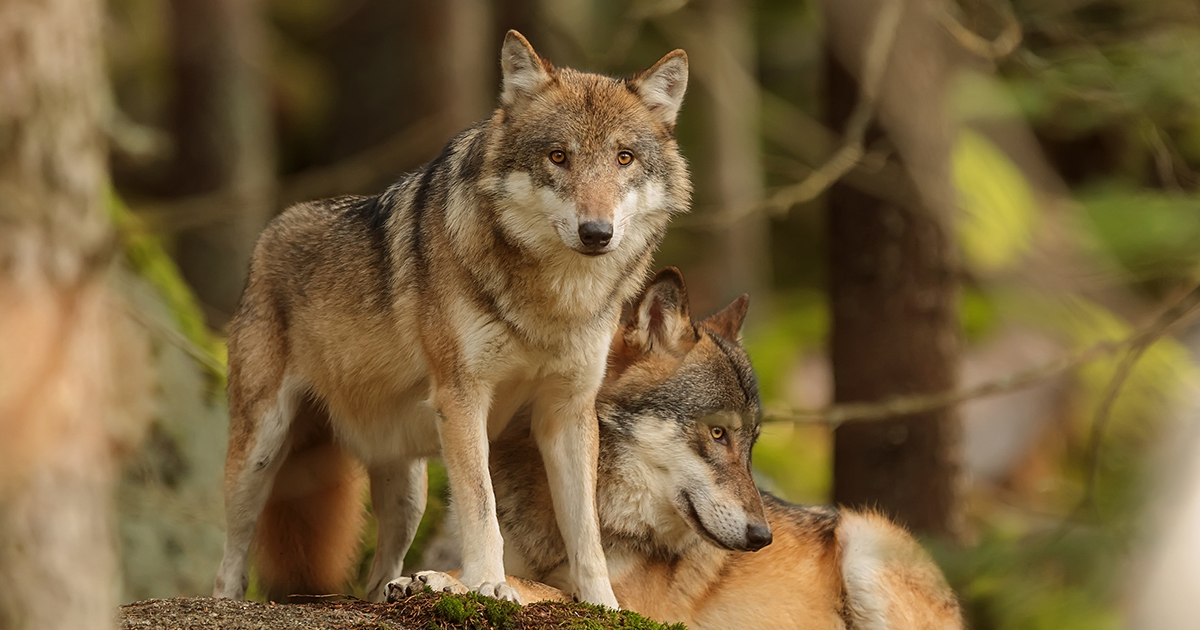 Wolves in Wolf Zone in Norway Temporarily Safe From Execution