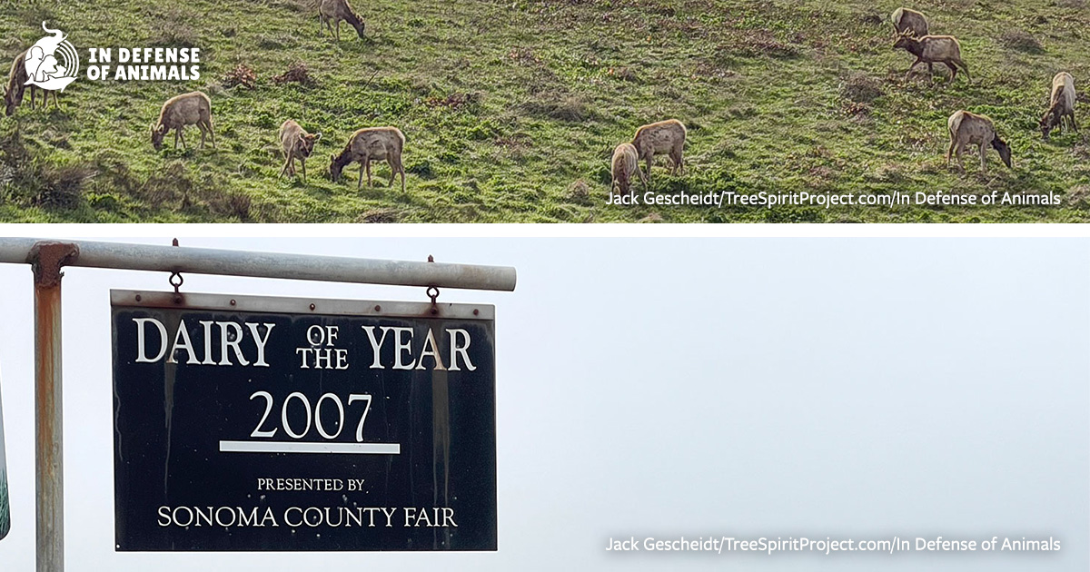 Point Reyes Stewart Ranch WATCH: Ranchers Lobby To Put Thousands More Cows Back Into Point Reyes ...