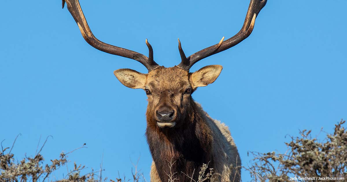 URGENT: Official National Park Service Comment Opportunity, Tear Down That  Tule Elk Fence!