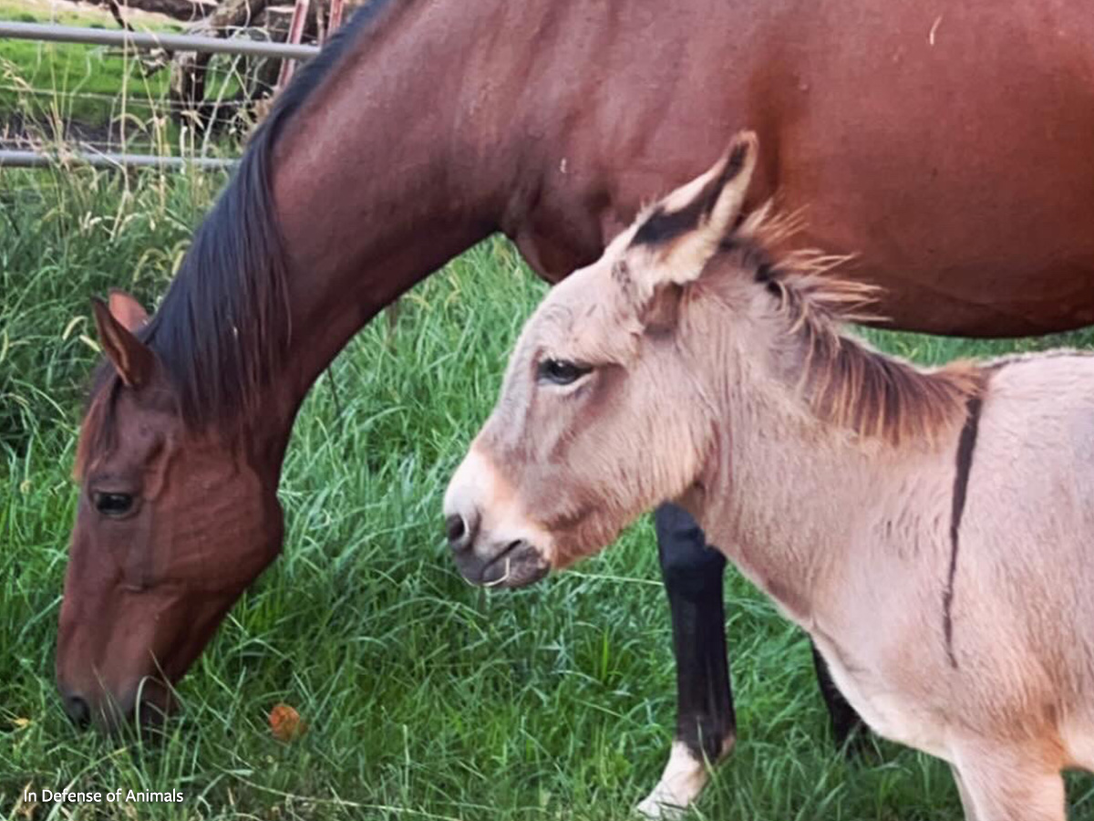 Odie the horse and Eeyora the donkey at Freedom Farms Animal Sanctuary