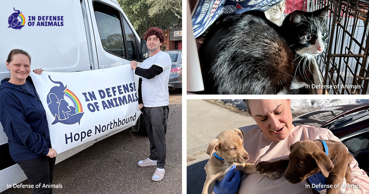 WATCH: Hope Animal Sanctuary’s New Transport Van is Already Saving ...