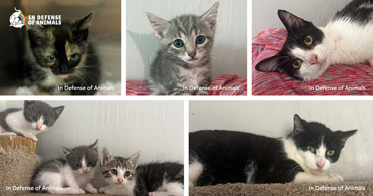 WATCH: Demanding Kitten Season Underway at Hope Animal Sanctuary