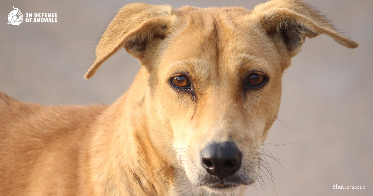 India’s Supreme Court Reserves Decision on Stray Dogs
