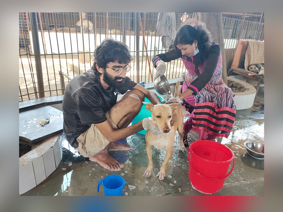 Rescued Street Dogs Love Bath Time!