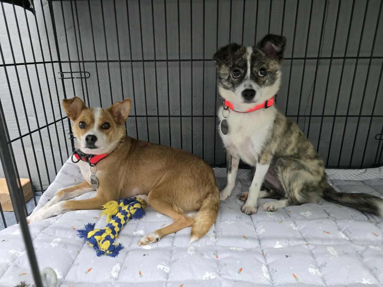 Jindo Love Rescue